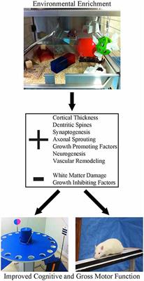Is Environmental Enrichment Ready for Clinical Application in Human Post-stroke Rehabilitation?